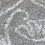 hermitance-patterned-shag-921-grey-rug-cheapest-rugs-online-au-rugs-rugs-australia-17212300.jpg