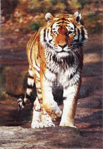 Iconic Tiger Picture Modern Rug N3402