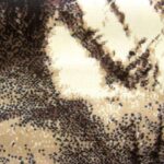 swift-tiger-picture-modern-brown-rug-cheapest-rugs-online-au-rugs-rugs-australia-17214550.jpg